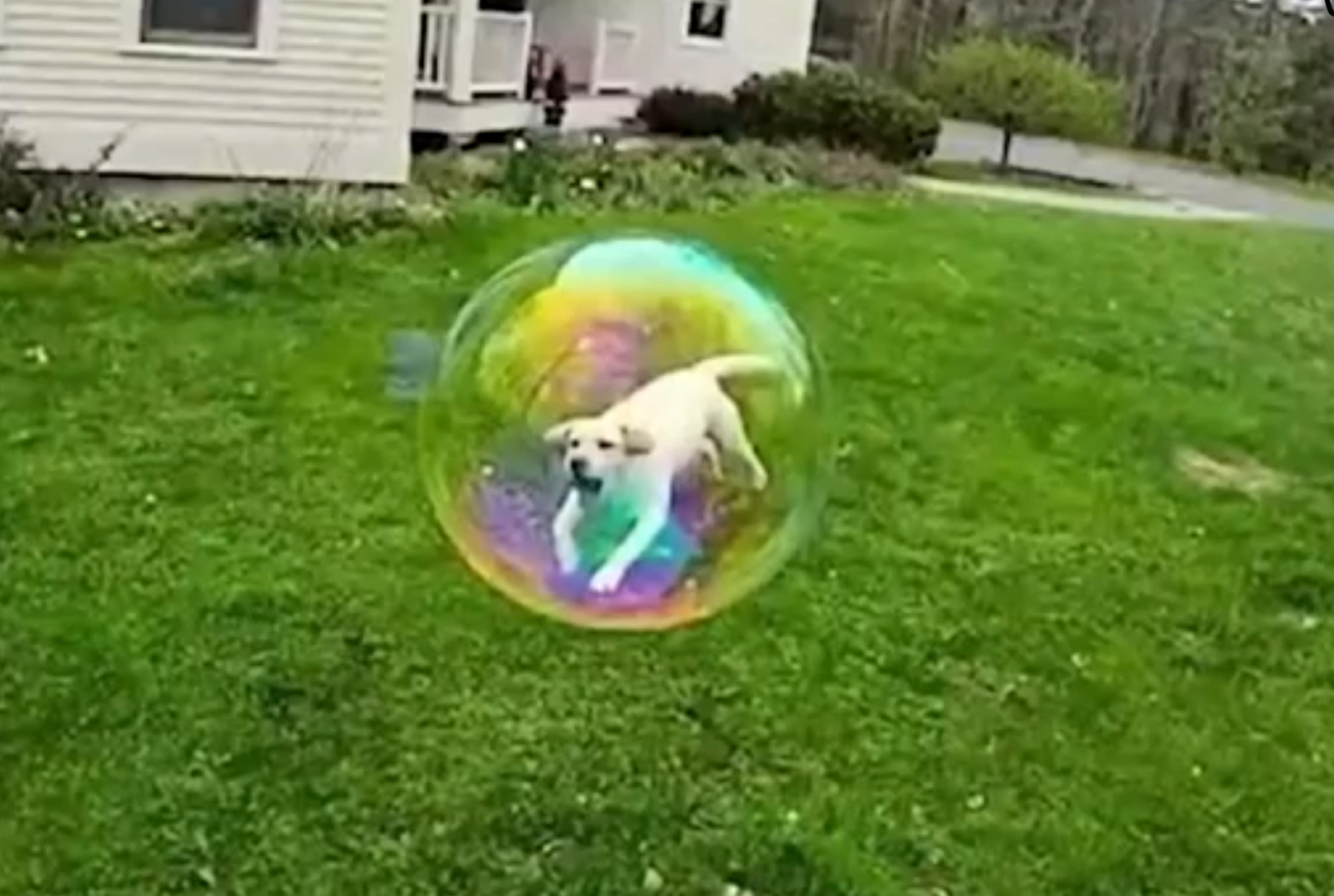 Bubble doggo Blank Meme Template
