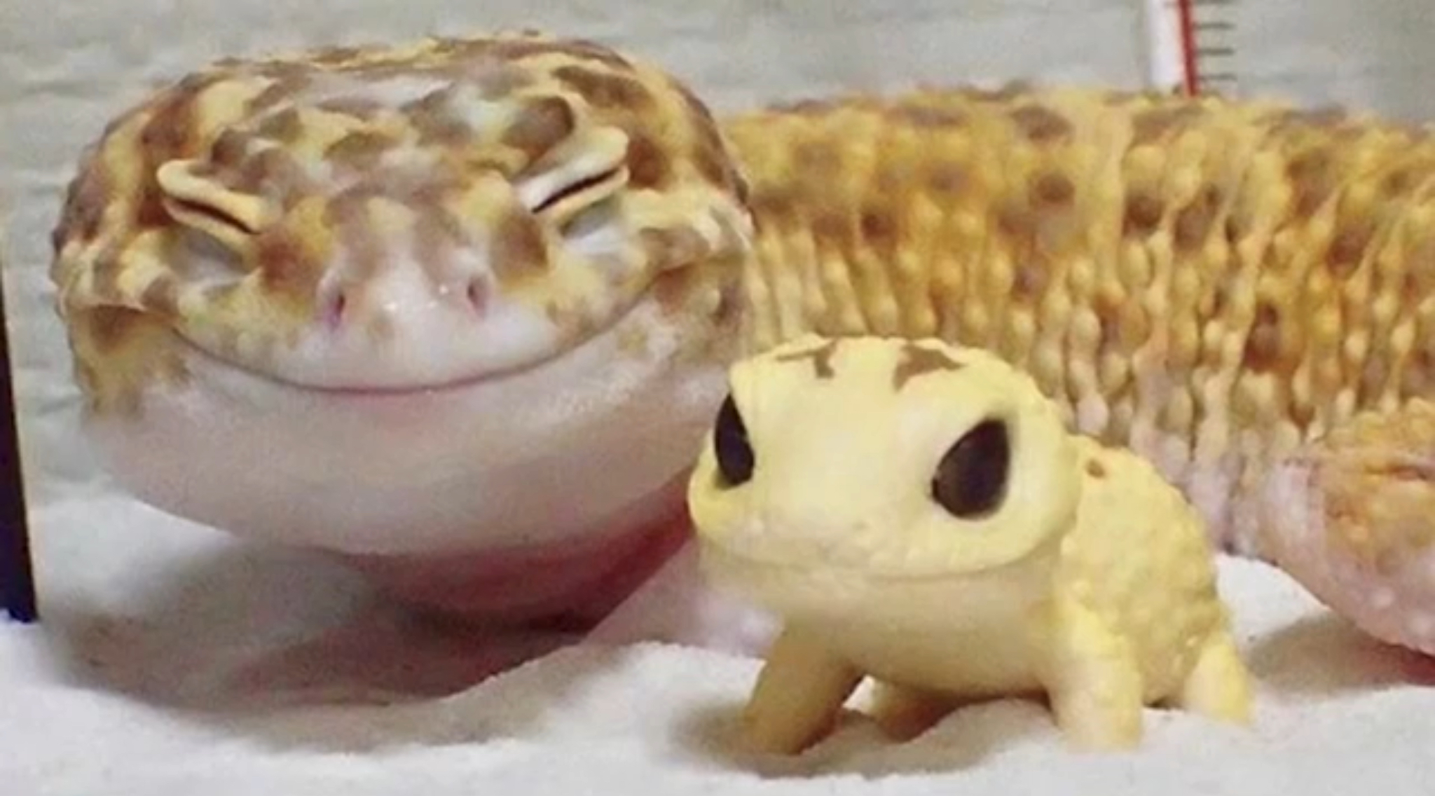 Happy salamander Blank Meme Template