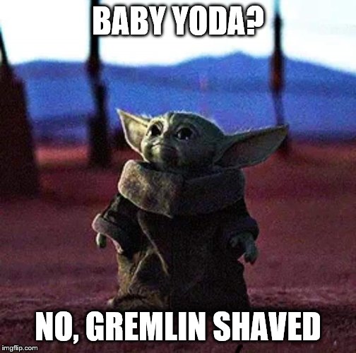 Baby Yoda | BABY YODA? NO, GREMLIN SHAVED | image tagged in baby yoda | made w/ Imgflip meme maker