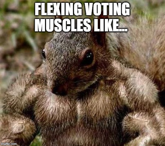 Muscle squirrel | FLEXING VOTING MUSCLES LIKE... | image tagged in muscle squirrel | made w/ Imgflip meme maker