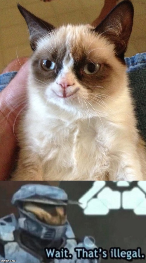 Smiling grumpy cat. 
Hold on a second.... | image tagged in grumpy cat,wait thats illegal,memes | made w/ Imgflip meme maker
