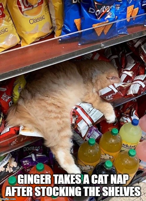 Cat Nap | GINGER TAKES A CAT NAP AFTER STOCKING THE SHELVES | image tagged in cats,nap | made w/ Imgflip meme maker