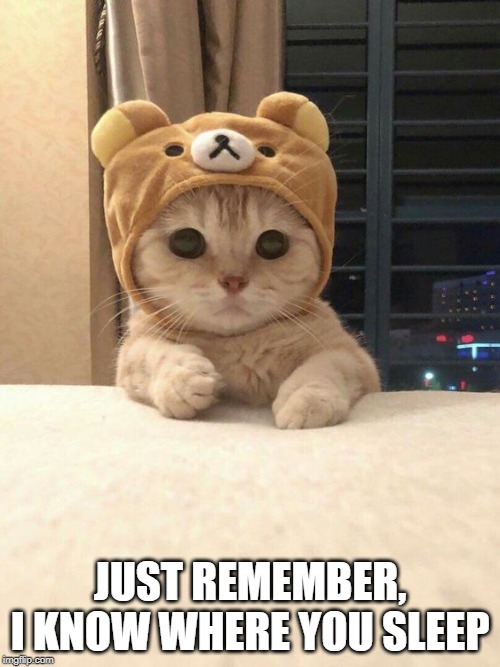 Sad Cat | JUST REMEMBER, I KNOW WHERE YOU SLEEP | image tagged in cats | made w/ Imgflip meme maker