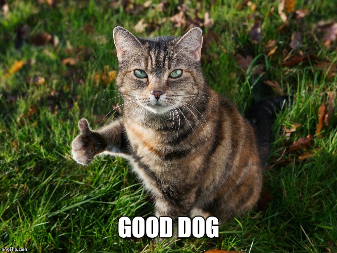 THUMBS UP CAT | GOOD DOG | image tagged in thumbs up cat | made w/ Imgflip meme maker