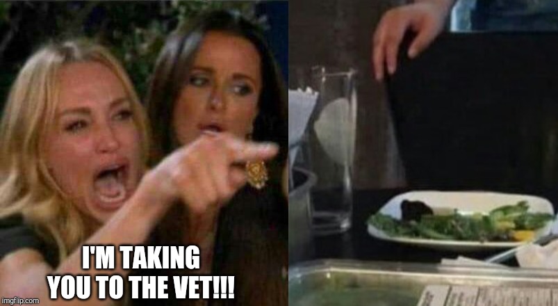 I'M TAKING YOU TO THE VET!!! | image tagged in woman yelling at cat | made w/ Imgflip meme maker