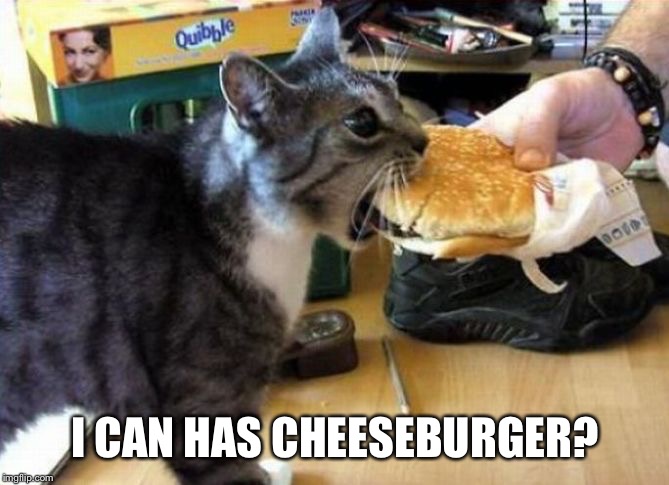 Cheeseburger cat | I CAN HAS CHEESEBURGER? | image tagged in cheeseburger cat | made w/ Imgflip meme maker