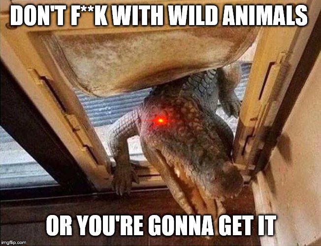Croc Godzilla door cat door dog door | DON'T F**K WITH WILD ANIMALS; OR YOU'RE GONNA GET IT | image tagged in croc godzilla door cat door dog door | made w/ Imgflip meme maker