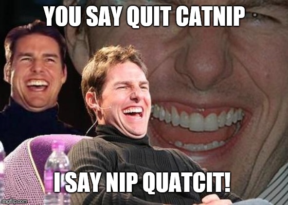 Tom Cruise laugh | YOU SAY QUIT CATNIP; I SAY NIP QUATCIT! | image tagged in tom cruise laugh | made w/ Imgflip meme maker
