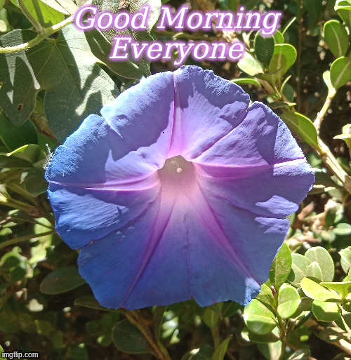 Good Morning Everyone | Good Morning
Everyone | image tagged in memes,good morning,flowers,good morning flowers | made w/ Imgflip meme maker