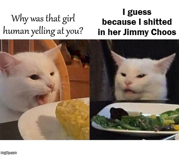 I guess because I shitted in her Jimmy Choos; Why was that girl human yelling at you? COVELL BELLAMY III | image tagged in cat talking to cat | made w/ Imgflip meme maker