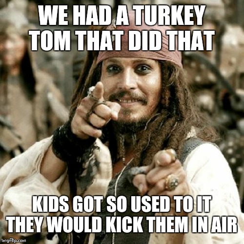 POINT JACK | WE HAD A TURKEY TOM THAT DID THAT KIDS GOT SO USED TO IT THEY WOULD KICK THEM IN AIR | image tagged in point jack | made w/ Imgflip meme maker