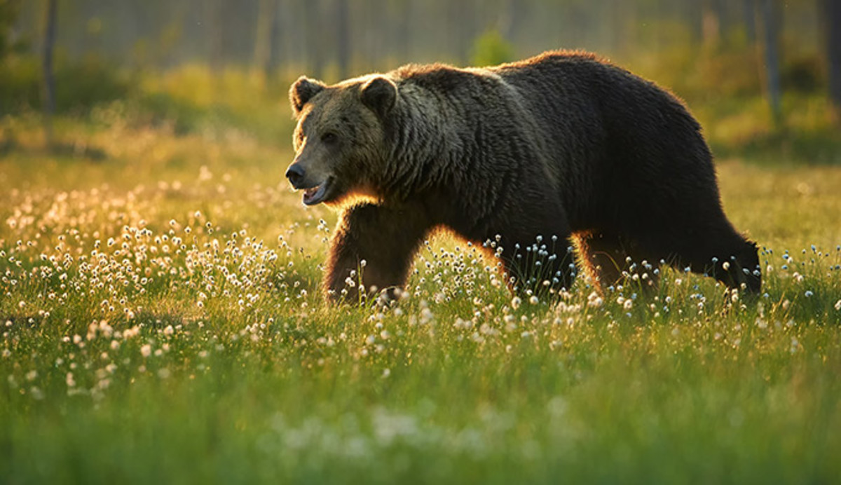 bear Blank Meme Template