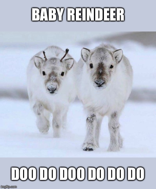 Your daily dose of cuteness | BABY REINDEER; DOO DO DOO DO DO DO | image tagged in baby,reindeer,too cute | made w/ Imgflip meme maker
