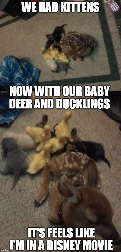 LAST MONTH WE HAD BABY BUNNIES, WISH I COULD HAVE GOT THEM IN THE PIC TOO | WE HAD KITTENS; NOW WITH OUR BABY DEER AND DUCKLINGS; IT'S FEELS LIKE I'M IN A DISNEY MOVIE | image tagged in memes,animals,duckling,kittens,deer,cats | made w/ Imgflip meme maker