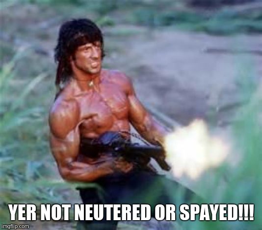 Rambo | YER NOT NEUTERED OR SPAYED!!! | image tagged in rambo | made w/ Imgflip meme maker