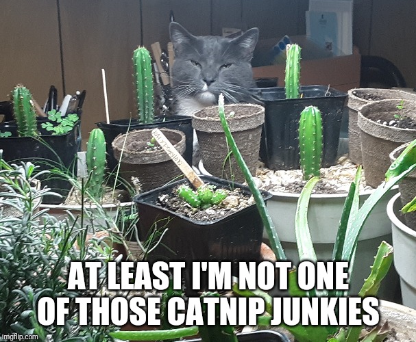 AT LEAST I'M NOT ONE OF THOSE CATNIP JUNKIES | made w/ Imgflip meme maker