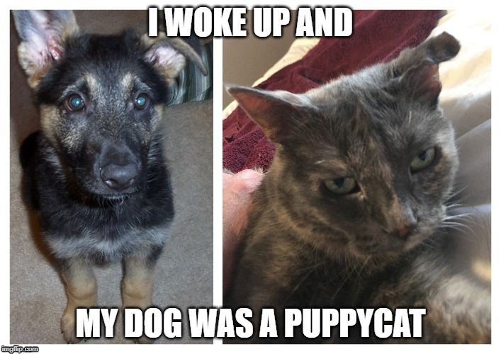 I WOKE UP AND; MY DOG WAS A PUPPYCAT | image tagged in cat,dog,funny meme,too funny | made w/ Imgflip meme maker