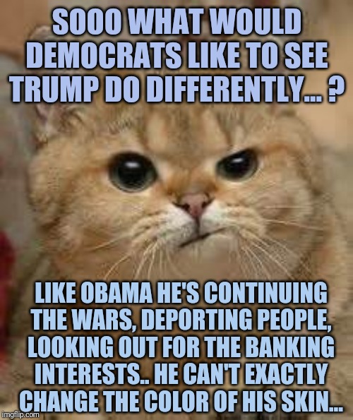 perplexed cat | SOOO WHAT WOULD DEMOCRATS LIKE TO SEE TRUMP DO DIFFERENTLY... ? LIKE OBAMA HE'S CONTINUING THE WARS, DEPORTING PEOPLE, LOOKING OUT FOR THE BANKING INTERESTS.. HE CAN'T EXACTLY CHANGE THE COLOR OF HIS SKIN... | image tagged in perplexed cat | made w/ Imgflip meme maker