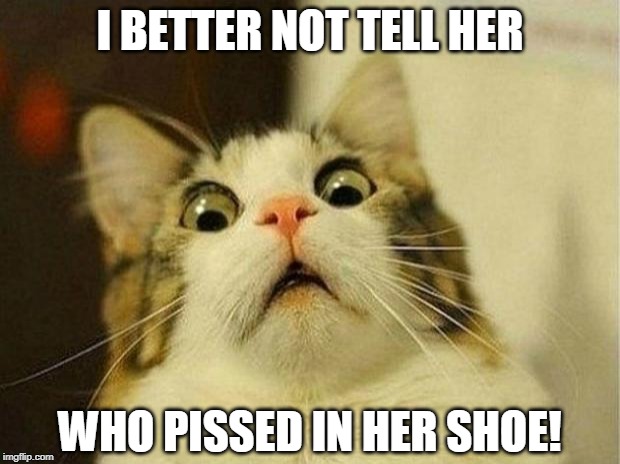 Scared Cat | I BETTER NOT TELL HER; WHO PISSED IN HER SHOE! | image tagged in memes,scared cat | made w/ Imgflip meme maker