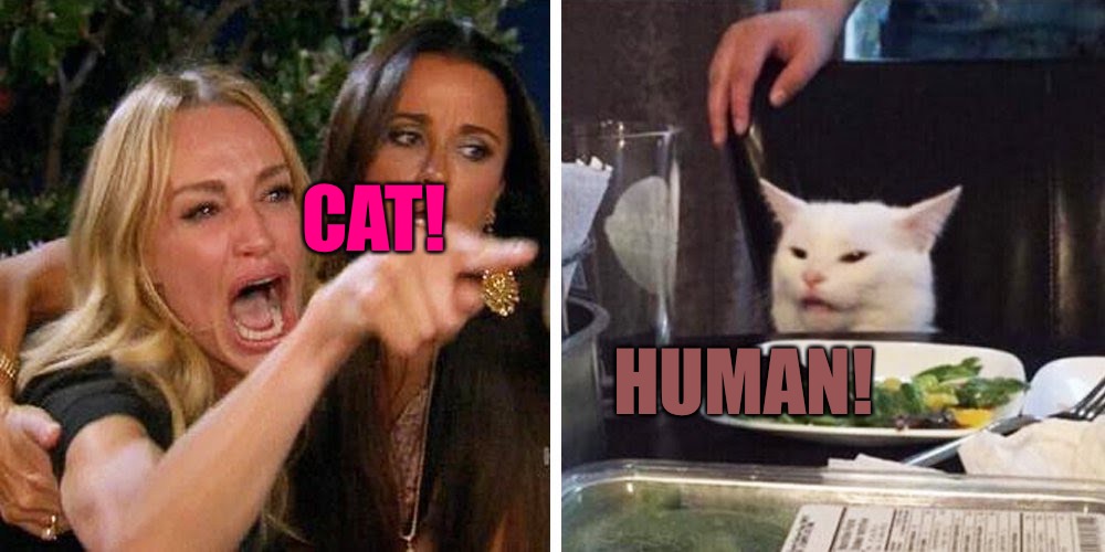 Smudge the cat | CAT! HUMAN! | image tagged in smudge the cat,bad memes,memes,cat,funny meme,human stupidity | made w/ Imgflip meme maker