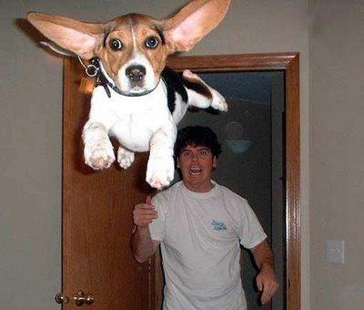 image tagged in funny,dogs,animals
