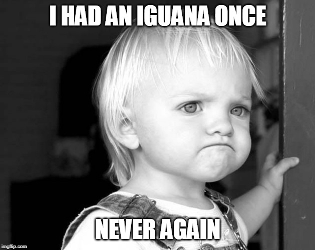 FROWN KID | I HAD AN IGUANA ONCE NEVER AGAIN | image tagged in frown kid | made w/ Imgflip meme maker