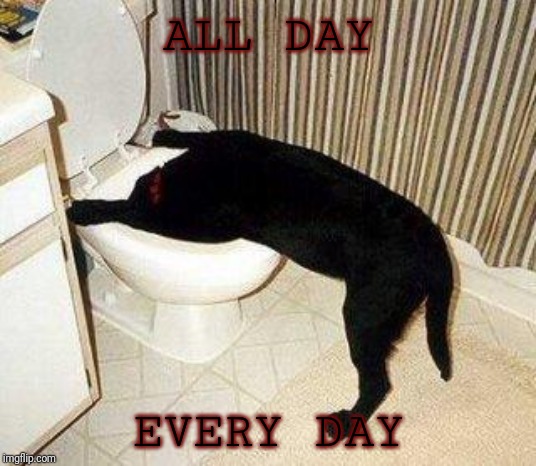 Sick Puppy | ALL DAY EVERY DAY | image tagged in sick puppy | made w/ Imgflip meme maker