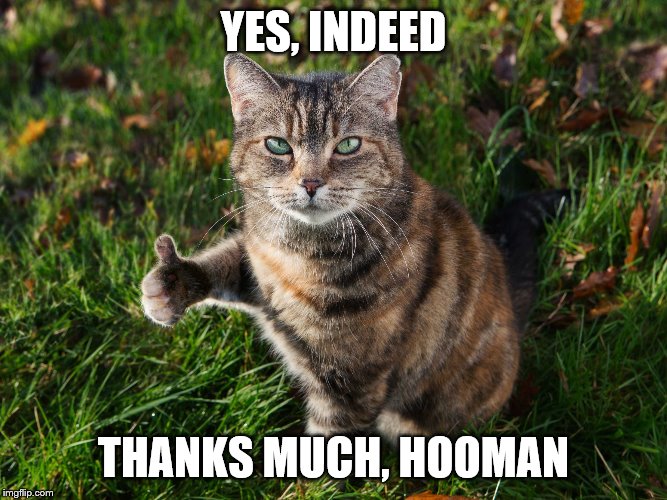 THUMBS UP CAT | YES, INDEED THANKS MUCH, HOOMAN | image tagged in thumbs up cat | made w/ Imgflip meme maker