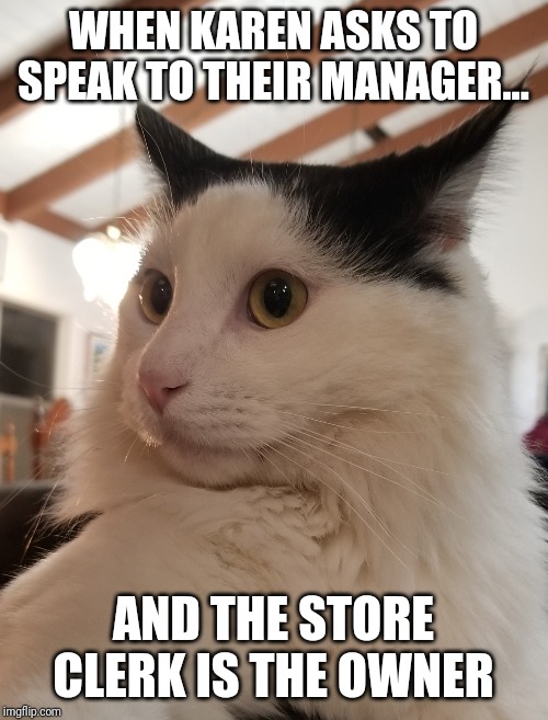 Shocked kitty | WHEN KAREN ASKS TO SPEAK TO THEIR MANAGER... AND THE STORE CLERK IS THE OWNER | image tagged in shocked kitty | made w/ Imgflip meme maker
