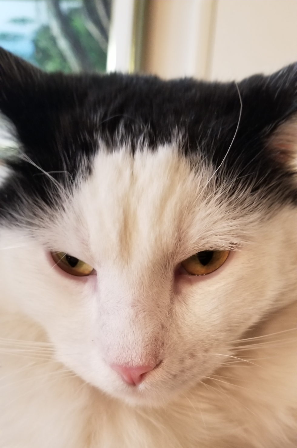 Frustrated kitty Blank Meme Template