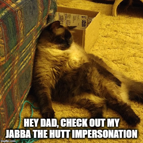 Jabba the Fluffy Cat | HEY DAD, CHECK OUT MY JABBA THE HUTT IMPERSONATION | image tagged in jabba the hutt,cats,fluffy cat,star wars | made w/ Imgflip meme maker