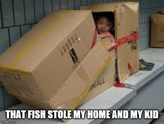 kid cardboard box | THAT FISH STOLE MY HOME AND MY KID | image tagged in kid cardboard box | made w/ Imgflip meme maker