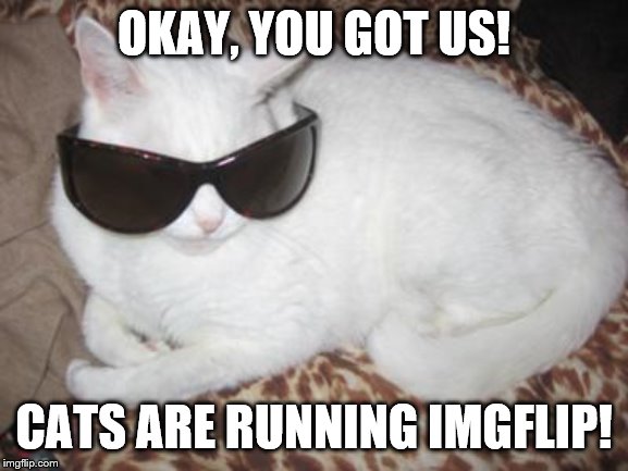 Cool cat | OKAY, YOU GOT US! CATS ARE RUNNING IMGFLIP! | image tagged in cool cat | made w/ Imgflip meme maker