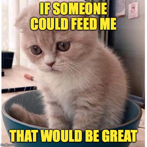 Sleep in on your own time! | IF SOMEONE COULD FEED ME; THAT WOULD BE GREAT | image tagged in memes,breakfast,sad kitten in food bowl | made w/ Imgflip meme maker