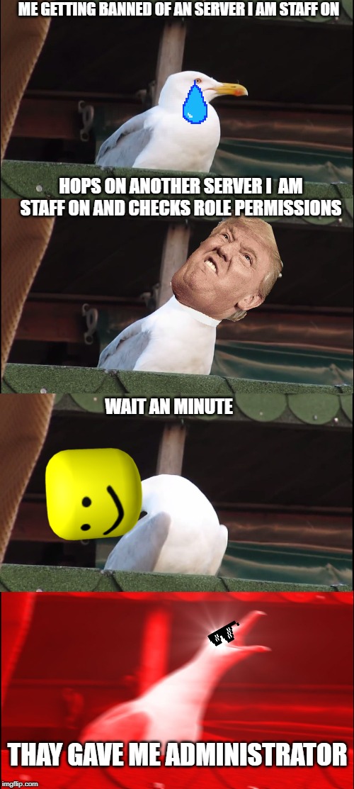 Inhaling Seagull | ME GETTING BANNED OF AN SERVER I AM STAFF ON; HOPS ON ANOTHER SERVER I  AM STAFF ON AND CHECKS ROLE PERMISSIONS; WAIT AN MINUTE; THAY GAVE ME ADMINISTRATOR | image tagged in memes,inhaling seagull | made w/ Imgflip meme maker