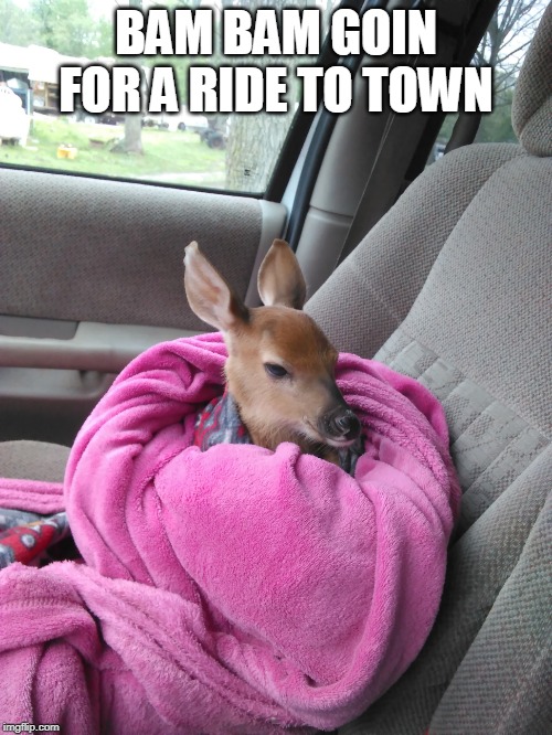 TAKIN MY BABY DEER TO RURAL KING | BAM BAM GOIN FOR A RIDE TO TOWN | image tagged in deer,baby | made w/ Imgflip meme maker