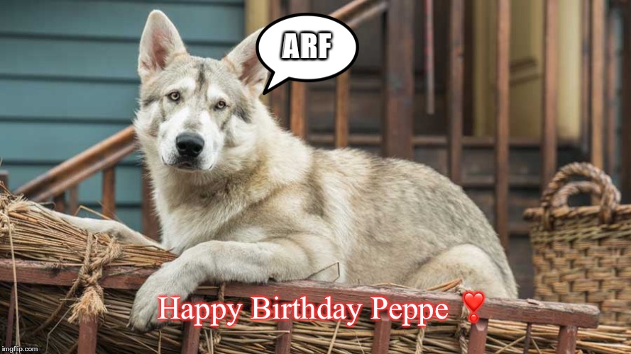 Rollo | ARF; Happy Birthday Peppe ❣️ | image tagged in rollo | made w/ Imgflip meme maker