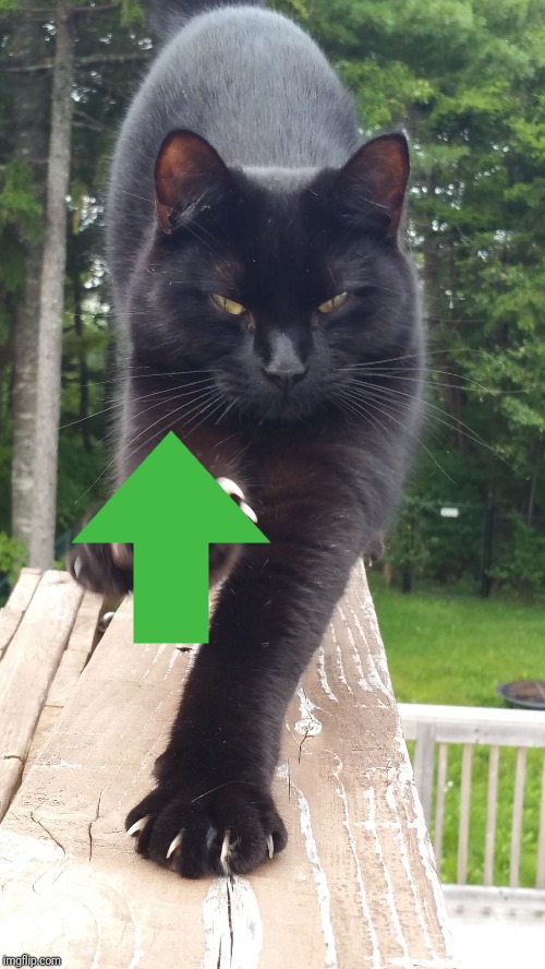 black cat claws pissed | image tagged in black cat claws pissed | made w/ Imgflip meme maker