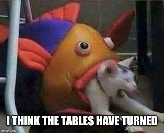 I THINK THE TABLES HAVE TURNED | image tagged in cat | made w/ Imgflip meme maker