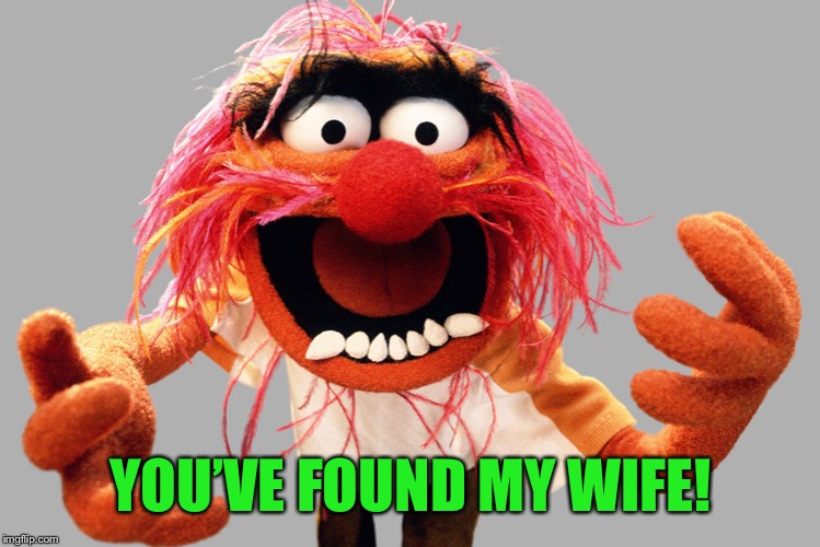 animal muppets | YOU’VE FOUND MY WIFE! | image tagged in animal muppets | made w/ Imgflip meme maker