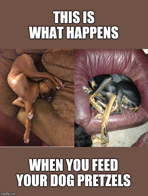 THIS IS WHAT HAPPENS; WHEN YOU FEED YOUR DOG PRETZELS | image tagged in dogs,tangled | made w/ Imgflip meme maker