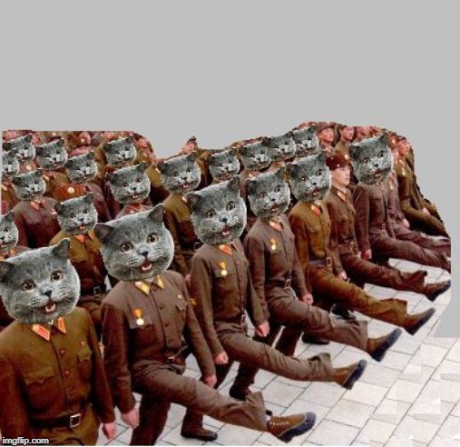 Cat army | image tagged in cat army | made w/ Imgflip meme maker