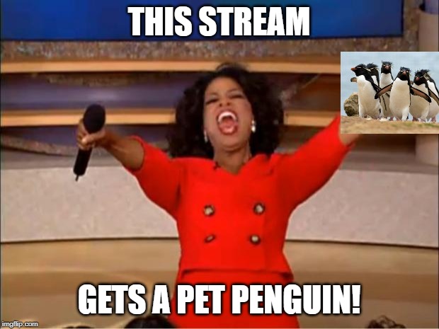 Oprah You Get A | THIS STREAM; GETS A PET PENGUIN! | image tagged in memes,oprah you get a | made w/ Imgflip meme maker