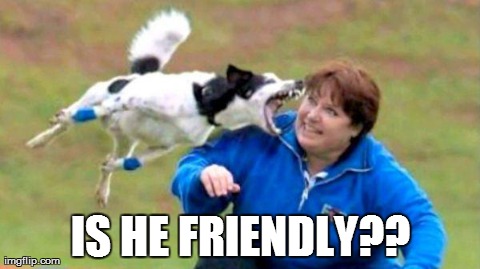 image tagged in funny,dogs,animals,fails | made w/ Imgflip meme maker