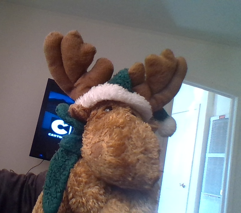 what the hell deer Blank Meme Template