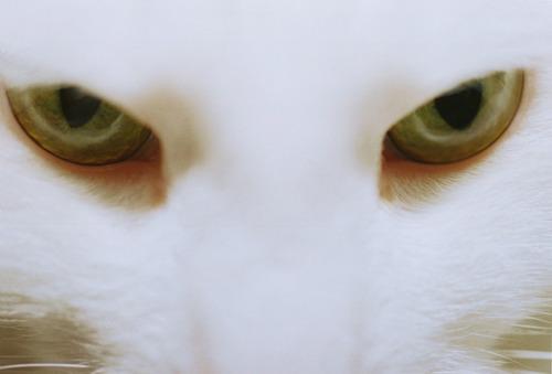 image tagged in animals,photography,cats