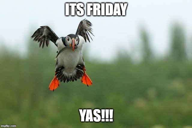 bird | ITS FRIDAY; YAS!!! | image tagged in bird | made w/ Imgflip meme maker