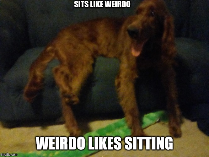 Derp | SITS LIKE WEIRDO; WEIRDO LIKES SITTING | image tagged in derpx derpy | made w/ Imgflip meme maker