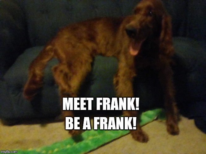 Derp | MEET FRANK! BE A FRANK! | image tagged in derpx derpy | made w/ Imgflip meme maker