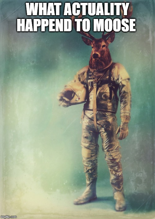 Moose in a Space suit | WHAT ACTUALITY HAPPEND TO MOOSE | image tagged in moose in a space suit | made w/ Imgflip meme maker